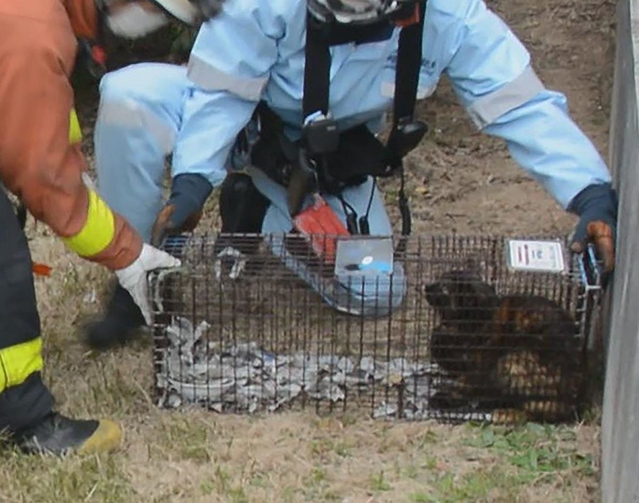 保護されたネコのミイちゃん＝１７日午後、神戸市兵庫区御崎町１
