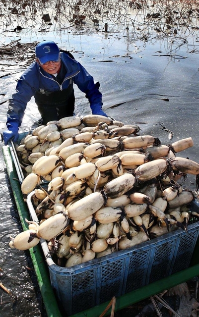 水を張ったままの泥田から掘り出されるレンコン＝姫路市大津区勘兵衛町