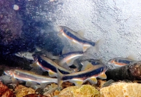 側線は黒く、腹部が朱色の婚姻色となったオスのアユ＝神戸市東灘区の住吉川