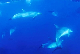 竹野沖の海中で撮影されたイルカの群れ＝１０日午前（田中陽介さん提供）