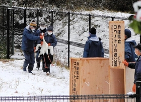 引っ越し作業のために箱に移されるコウノトリ＝豊岡市祥雲寺