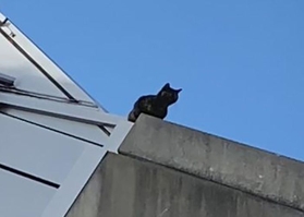 ノエビアスタジアム神戸の屋上に取り残された猫＝神戸市兵庫区（提供写真）
