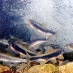 側線は黒く、腹部が朱色の婚姻色となったオスのアユ＝神戸市東灘区の住吉川