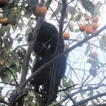 住宅の庭で柿の木に登る子グマ＝１０月、富山県黒部市