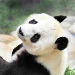 神戸での越年が確実になったタンタン＝神戸市灘区王子町３、王子動物園