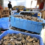 前日に水揚げされた殻付きのカキ。出荷自粛となり、むき身にする作業がストップした＝２日午後、相生市内（撮影・小林良多）