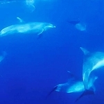 竹野沖の海中で撮影されたイルカの群れ＝１０日午前（田中陽介さん提供）