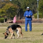 足跡追及の審査に挑む犬と訓練士＝三木市志染町三津田