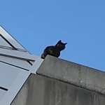ノエビアスタジアム神戸の屋上に取り残された猫＝神戸市兵庫区（提供写真）
