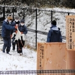 引っ越し作業のために箱に移されるコウノトリ＝豊岡市祥雲寺
