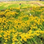 除草実施前（菅井さん提供）＝淡路市楠本