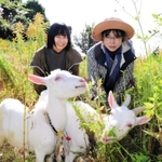 草を食べる２頭のヤギ。研究を進める菅井さん（左）と守さんが見守った＝淡路市楠本
