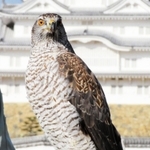 姫路市立動物園から逃げたオオタカの「八重姫」（同園提供）