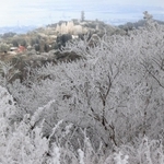 木々が氷雪をまとった六甲山上＝３１日午前、神戸市灘区六甲山町（撮影・吉田敦史）