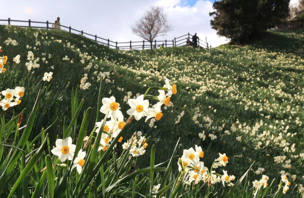 神戸新聞next 総合 斜面染めるスイセン５００万本 南あわじで見ごろ