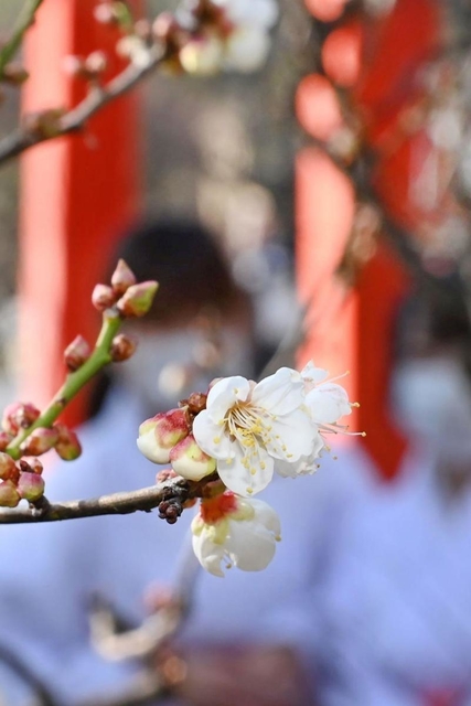 真冬の境内で咲き始めた梅の花＝神戸市須磨区天神町２