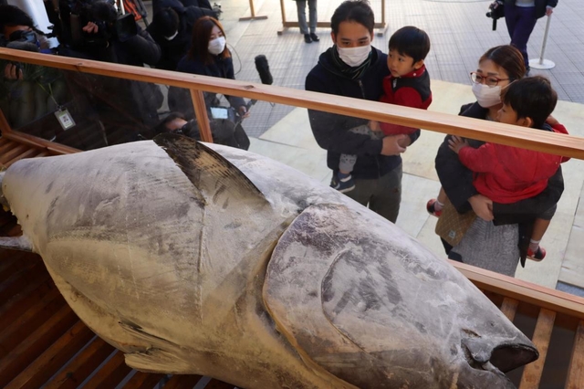 奉納された大マグロをアクリル板越しに眺める参拝者＝８日午前、西宮市社家町、西宮神社