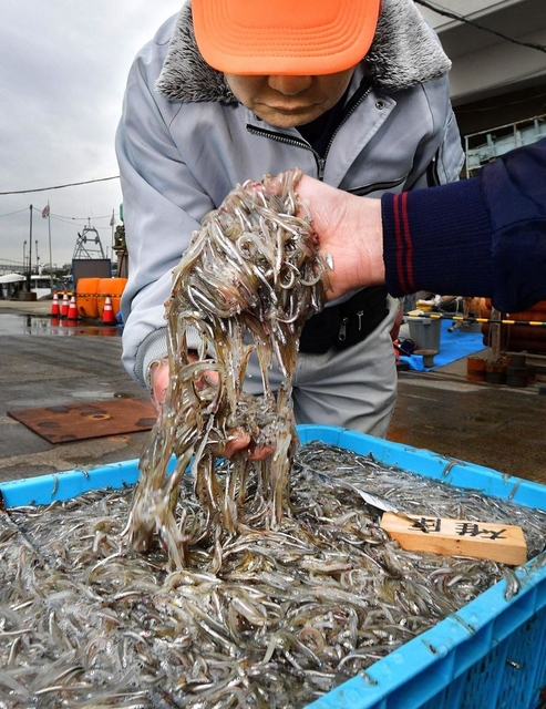 過去最悪の漁獲量だった昨年、水揚げされたイカナゴのシンコ＝２０２０年２月、神戸市垂水区平磯３、垂水漁港