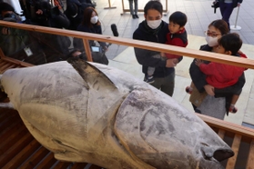 奉納された大マグロをアクリル板越しに眺める参拝者＝８日午前、西宮市社家町、西宮神社