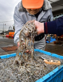 過去最悪の漁獲量だった昨年、水揚げされたイカナゴのシンコ＝２０２０年２月、神戸市垂水区平磯３、垂水漁港