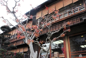異人館街で再出発した松廼家の外観＝神戸市中央区北野町４