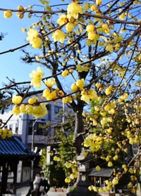 神社を囲むビルの合間から差し込む陽光で鮮やかに輝くロウバイの花＝神戸市中央区山本通１