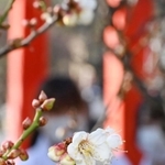真冬の境内で咲き始めた梅の花＝神戸市須磨区天神町２