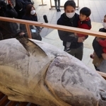 奉納された大マグロをアクリル板越しに眺める参拝者＝８日午前、西宮市社家町、西宮神社