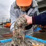 過去最悪の漁獲量だった昨年、水揚げされたイカナゴのシンコ＝２０２０年２月、神戸市垂水区平磯３、垂水漁港