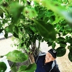 震災で亡くなった長男竜一さんを忘れまいと、墓地の脇に植えたクスノキを見上げる坂本秀夫さん＝養父市八鹿町九鹿、龍蔵寺（撮影・鈴木雅之）