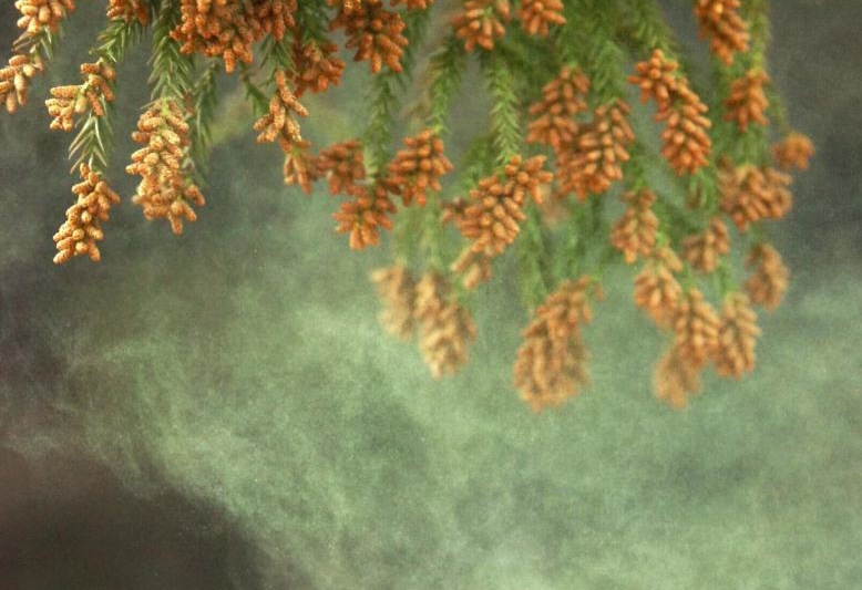 神戸新聞next 総合 スギ花粉 県内で飛散始まる 例年より少なめ