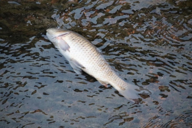 阪急西宮北口付近を流れる津門川で発見された死んでいる魚。他にも大量に魚の死骸が浮いており西宮市などが原因を調査する＝４日午後、西宮市北昭和町（読者提供）