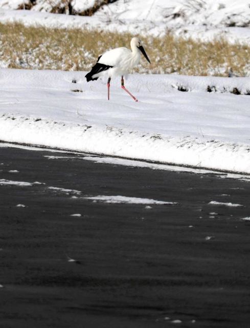 水を張った田んぼとコウノトリ＝豊岡市庄境