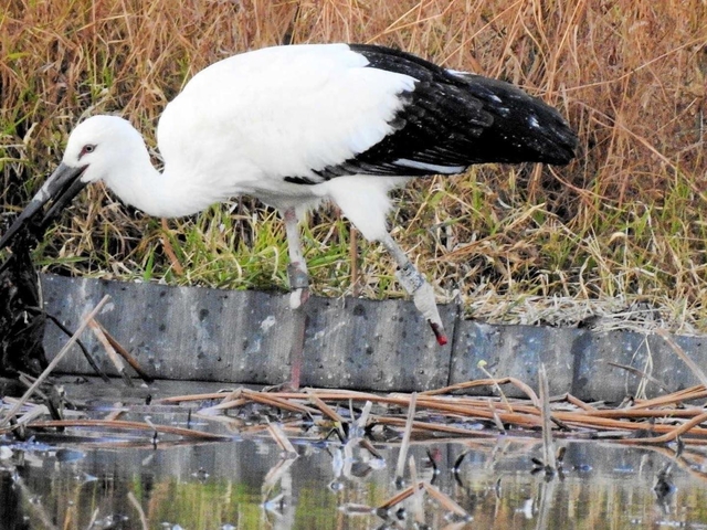 左脚を失った状態で保護されたコウノトリ＝兵庫県稲美町内（沖野智美さん提供）