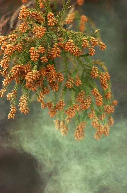 枝先の花から煙のように舞い立つスギ花粉（資料写真）