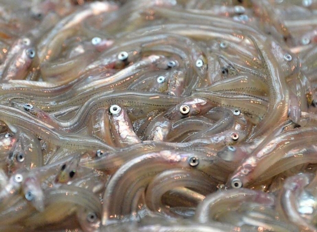 イカナゴの稚魚「シンコ」（資料写真）