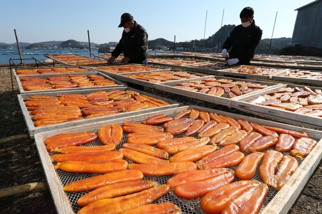 海辺で乾燥されるカラスミ。ゆっくりと縮み、風味が凝縮される＝姫路市家島町坊勢