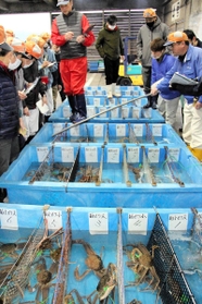 漁解禁後２カ月で漁獲額が４０億円を超えたズワイガニの競り＝昨年１２月９日、兵庫県香美町香住区若松、香住漁港西港