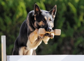 現場復帰が決まった警察犬「クレバ号」（兵庫県警提供）