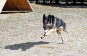 現場復帰が決まった警察犬「クレバ号」（兵庫県警提供）
