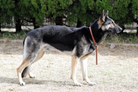 現場復帰が決まった警察犬「クレバ号」（兵庫県警提供）