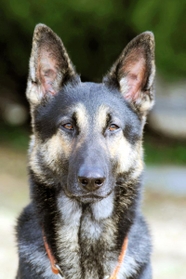 現場復帰が決まった警察犬「クレバ号」（兵庫県警提供）