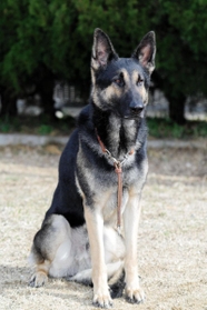 現場復帰が決まった警察犬「クレバ号」（兵庫県警提供）