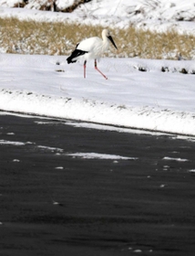 水を張った田んぼとコウノトリ＝豊岡市庄境