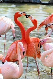 求愛活動が盛んになり、「ハート」のような形を作るフラミンゴ＝王子動物園