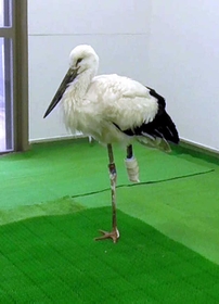 稲美町で保護された後、治療を受けて再び立ち上がれるまで回復したコウノトリ＝豊岡市祥雲寺、県立コウノトリの郷公園（同公園提供）