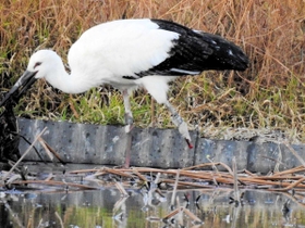 左脚を失った状態で保護されたコウノトリ＝兵庫県稲美町内（沖野智美さん提供）