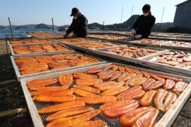 海辺で乾燥されるカラスミ。ゆっくりと縮み、風味が凝縮される＝姫路市家島町坊勢