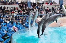 全館営業最終日のショーで会場を沸かせたイルカたち＝２８日午後、神戸市須磨区若宮町１、須磨海浜水族園（撮影・秋山亮太）