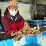 新型コロナの影響で価格に大きな影響を受けているズワイガニ＝昨年１２月９日、兵庫県香美町香住区若松、香住漁港西港
